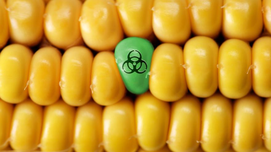 grünes Maiskorn mit Biohazard-Symbol zwischen vielen gelben Maiskörnern